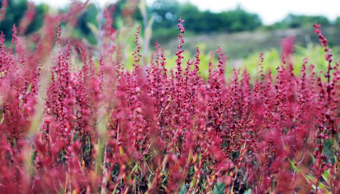 Autor: Leroy Huckett