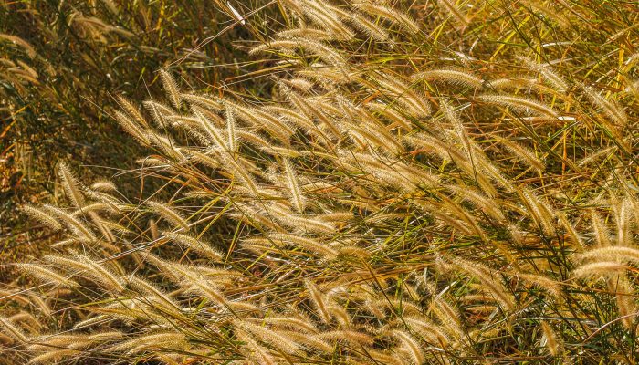 background little wild flower