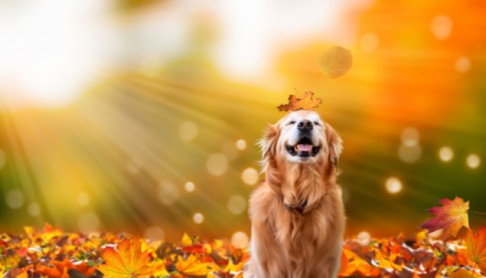 Projekt bez nazwy (4)